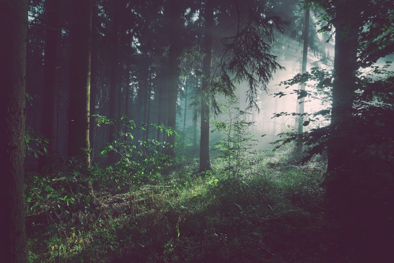 La Fundación Alfredo Harp Helú| te invita a descubrir soluciones de regeneración ambiental en México.